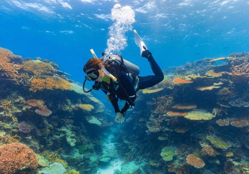 Guided day tour to the Great Barrier Reef and MOUA