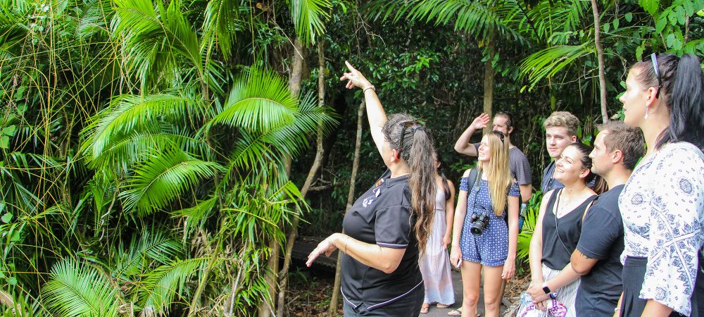 Guided-Rainforest-Boardwalk-Tour
