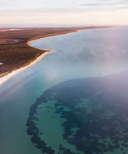 australia expert travel agency bestemmingen west australia shark bay monkey mia img-1